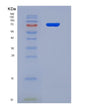 SDS-PAGE analysis of Human GSN (Gelsolin) - Recombinant Protein, showing >90% purity under 15% SDS-PAGE (Reduced)