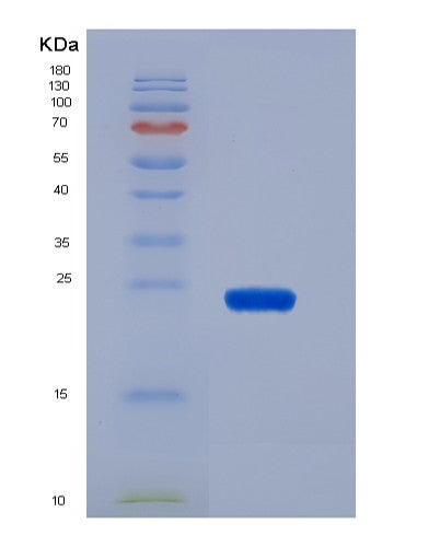 SDS-PAGE analysis of Human IL23A (Interleukin-23 Subunit Alpha) - Recombinant Protein, showing >90% purity under 15% SDS-PAGE (Reduced)