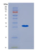 SDS-PAGE analysis of Human TLR2 (Toll-Like Receptor 2) - Recombinant Protein, showing >90% purity under 15% SDS-PAGE (Reduced)