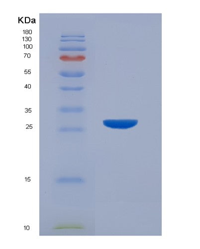 SDS-PAGE analysis of Human HPGDS (Hematopoietic Prostaglandin D Synthase) - Recombinant Protein, showing >90% purity under 15% SDS-PAGE (Reduced)