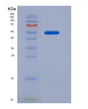 SDS-PAGE analysis of Human GAS7 (Growth Arrest-Specific Protein 7) - Recombinant Protein, showing >85% purity under 15% SDS-PAGE (Reduced)