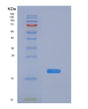SDS-PAGE analysis of Human PFDN1 (Prefoldin Subunit 1) - Recombinant Protein, showing >90% purity under 15% SDS-PAGE (Reduced)