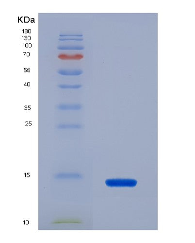 SDS-PAGE analysis of Human Macrophage Inflammatory 3 Beta (MIP3b) - Recombinant Protein, showing >90% purity under 15% SDS-PAGE (Reduced)