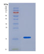 SDS-PAGE analysis of Human POSTN (Periostin) - Recombinant Protein, showing >90% purity under 15% SDS-PAGE (Reduced)