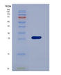 SDS-PAGE analysis of Human LILRB3 (Leukocyte Immunoglobulin-Like Receptor Subfamily B Member 3) - Recombinant Protein, showing >90% purity under 15% SDS-PAGE (Reduced)