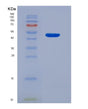 SDS-PAGE analysis of Human ICOSLG (Icos Ligand) - Recombinant Protein, showing >95% purity under 15% SDS-PAGE (Reduced)