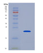 SDS-PAGE analysis of Human PROS1 (Vitamin K-Dependent Protein S) - Recombinant Protein, showing >90% purity under 15% SDS-PAGE (Reduced)
