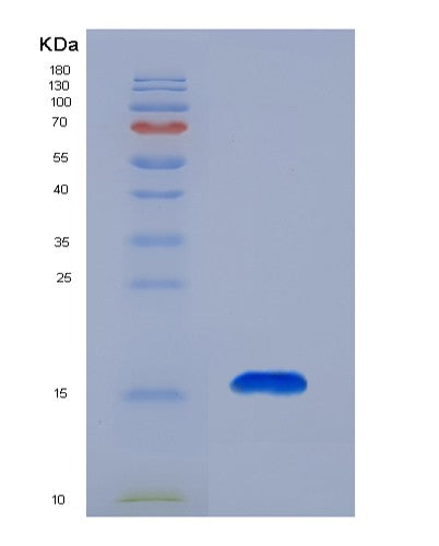 SDS-PAGE analysis of Human SH3BGRL (Adapter Sh3Bgrl) - Recombinant Protein, showing >85% purity under 15% SDS-PAGE (Reduced)