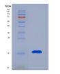 SDS-PAGE analysis of Human SH3BGRL (Adapter Sh3Bgrl) - Recombinant Protein, showing >85% purity under 15% SDS-PAGE (Reduced)