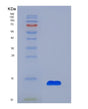 SDS-PAGE analysis of Human PF4 (Platelet Factor 4) - Recombinant Protein, showing >90% purity under 15% SDS-PAGE (Reduced)