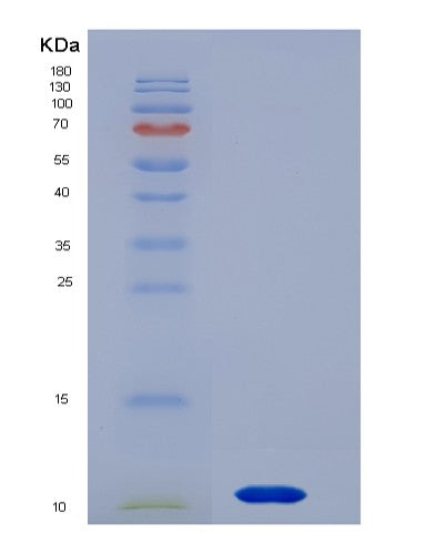 SDS-PAGE analysis of Mouse Muc2 (Mucin-2) - Recombinant Protein, showing >90% purity under 15% SDS-PAGE (Reduced)