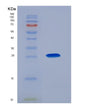 SDS-PAGE analysis of Human PSIP1 (Pc4 And Sfrs1-Interacting Protein) - Recombinant Protein, showing >90% purity under 15% SDS-PAGE (Reduced)