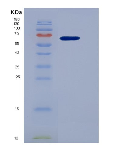 SDS-PAGE analysis of Human GMNN (Geminin) - Recombinant Protein, showing >90% purity under 15% SDS-PAGE (Reduced)