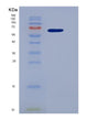 SDS-PAGE analysis of Human GMNN (Geminin) - Recombinant Protein, showing >90% purity under 15% SDS-PAGE (Reduced)