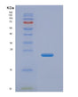 SDS-PAGE analysis of Human GCAT (2-Amino-3-Ketobutyrate Coenzyme A Ligase, Mitochondrial) - Recombinant Protein, showing >85% purity under 15% SDS-PAGE (Reduced)