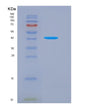 SDS-PAGE analysis of Human CDC123 (Translation Initiation Factor Eif2 Assembly Protein) - Recombinant Protein, showing >90% purity under 15% SDS-PAGE (Reduced)