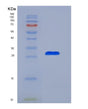 SDS-PAGE analysis of Human PSMD10 (26S Proteasome Non-Atpase Regulatory Subunit 10) - Recombinant Protein, showing >90% purity under 15% SDS-PAGE (Reduced)