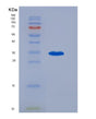 SDS-PAGE analysis of Human PDE9A (High Affinity Cgmp-Specific 3',5'-Cyclic Phosphodiesterase 9A) - Recombinant Protein, showing >85% purity under 15% SDS-PAGE (Reduced)