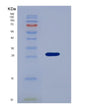 SDS-PAGE analysis of Human DDAH1 (N(G),N(G)-Dimethylarginine Dimethylaminohydrolase 1) - Recombinant Protein, showing >85% purity under 15% SDS-PAGE (Reduced)