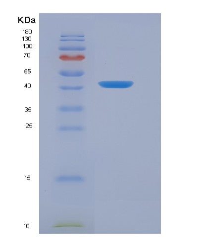 SDS-PAGE analysis of Human CCNB2 (G2/Mitotic-Specific Cyclin-B2) - Recombinant Protein, showing >95% purity under 15% SDS-PAGE (Reduced)
