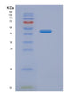 SDS-PAGE analysis of Human SNUPN (Snurportin-1) - Recombinant Protein, showing >85% purity under 15% SDS-PAGE (Reduced)