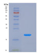 SDS-PAGE analysis of Human VAPB (Vesicle-Associated Membrane Protein-Associated Protein B/C) - Recombinant Protein, showing >90% purity under 15% SDS-PAGE (Reduced)