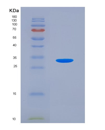 SDS-PAGE analysis of Human GDF11 (Growth/Differentiation Factor 11) - Recombinant Protein, showing >90% purity under 15% SDS-PAGE (Reduced)