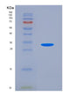 SDS-PAGE analysis of Human GDF11 (Growth/Differentiation Factor 11) - Recombinant Protein, showing >90% purity under 15% SDS-PAGE (Reduced)