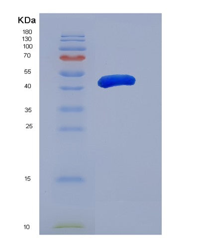 SDS-PAGE analysis of Human GSK3A (Glycogen Synthase Kinase-3 Alpha) - Recombinant Protein, showing >90% purity under 15% SDS-PAGE (Reduced)