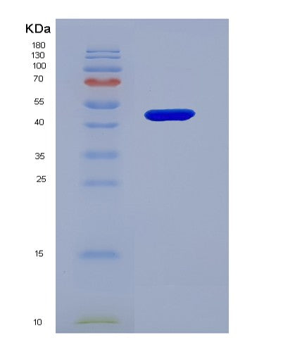 SDS-PAGE analysis of Human SERPINC1 (Antithrombin-Iii) - Recombinant Protein, showing >85% purity under 15% SDS-PAGE (Reduced)