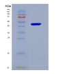 SDS-PAGE analysis of Human SERPINC1 (Antithrombin-Iii) - Recombinant Protein, showing >85% purity under 15% SDS-PAGE (Reduced)