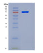 SDS-PAGE analysis of Human BRD1 (Bromodomain-Containing Protein 1) - Recombinant Protein, showing >90% purity under 15% SDS-PAGE (Reduced)