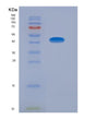 SDS-PAGE analysis of Human GOT2 (Aspartate Aminotransferase, Mitochondrial) - Recombinant Protein, showing >95% purity under 15% SDS-PAGE (Reduced)