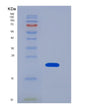 SDS-PAGE analysis of Human F2 (Prothrombin) - Recombinant Protein, showing >85% purity under 15% SDS-PAGE (Reduced)