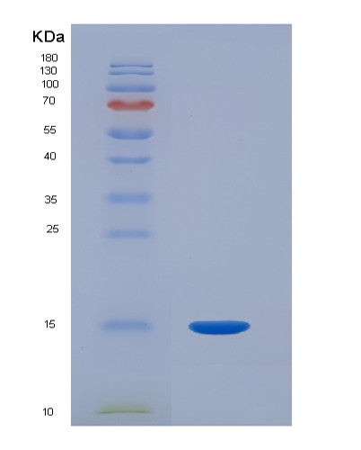 SDS-PAGE analysis of Human HP (Haptoglobin) - Recombinant Protein, showing >90% purity under 15% SDS-PAGE (Reduced)