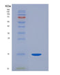 SDS-PAGE analysis of Human HP (Haptoglobin) - Recombinant Protein, showing >90% purity under 15% SDS-PAGE (Reduced)