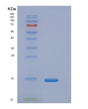 SDS-PAGE analysis of Human CFB (Complement Factor B) - Recombinant Protein, showing >90% purity under 15% SDS-PAGE (Reduced)