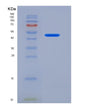 SDS-PAGE analysis of Human ASS1 (Argininosuccinate Synthase) - Recombinant Protein, showing >90% purity under 15% SDS-PAGE (Reduced)