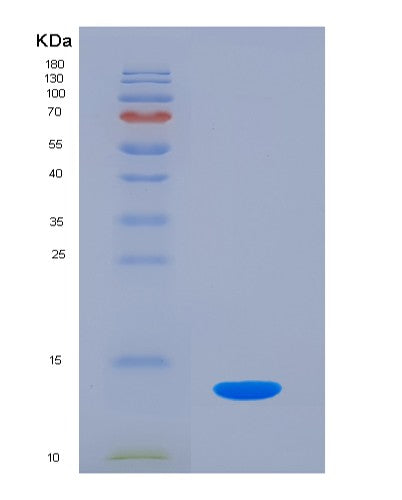 SDS-PAGE analysis of Human ENO1 (Alpha-Enolase) - Recombinant Protein, showing >90% purity under 15% SDS-PAGE (Reduced)