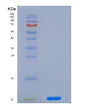 SDS-PAGE analysis of Human OAS1 (2'-5'-Oligoadenylate Synthase 1) - Recombinant Protein, showing >90% purity under 15% SDS-PAGE (Reduced)