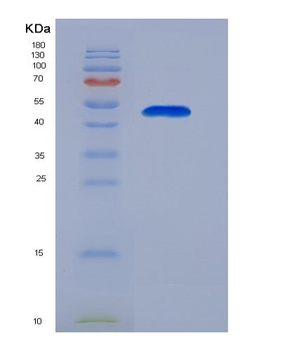 SDS-PAGE analysis of Human ENO1 (Alpha-Enolase) - Recombinant Protein, showing >95% purity under 15% SDS-PAGE (Reduced)