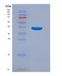 SDS-PAGE analysis of Human C3 (Complement C3) - Recombinant Protein, showing >90% purity under 15% SDS-PAGE (Reduced)