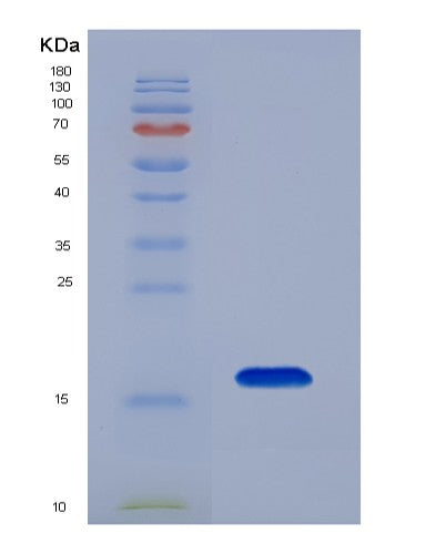 SDS-PAGE analysis of Mouse Plin4 (Perilipin-4) - Recombinant Protein, showing >90% purity under 15% SDS-PAGE (Reduced)