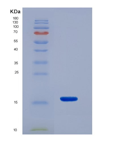 SDS-PAGE analysis of Human GNRH1 (Progonadoliberin-1) - Recombinant Protein, showing >85% purity under 15% SDS-PAGE (Reduced)