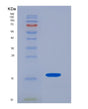 SDS-PAGE analysis of Human TSHB (Thyrotropin Subunit Beta) - Recombinant Protein, showing >85% purity under 15% SDS-PAGE (Reduced)