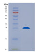 SDS-PAGE analysis of Human PRL (Prolactin) - Recombinant Protein, showing >85% purity under 15% SDS-PAGE (Reduced)