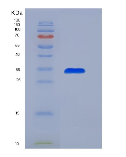 SDS-PAGE analysis of Human PADI3 (Protein-Arginine Deiminase Type-3) - Recombinant Protein, showing >90% purity under 15% SDS-PAGE (Reduced)