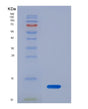 SDS-PAGE analysis of Human PTH (Parathyroid Hormone) - Recombinant Protein, showing >95% purity under 15% SDS-PAGE (Reduced)