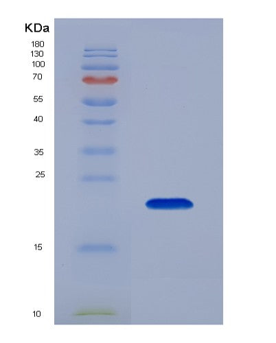 SDS-PAGE analysis of Human GCG (Pro-Glucagon) - Recombinant Protein, showing >85% purity under 15% SDS-PAGE (Reduced)