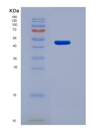 SDS-PAGE analysis of Mouse Ifnb1 (Interferon Beta) - Recombinant Protein, showing >90% purity under 15% SDS-PAGE (Reduced)